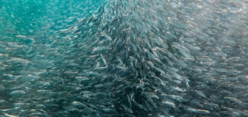 Ein Fischschwarm