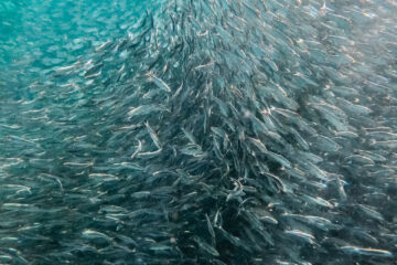 Ein Fischschwarm