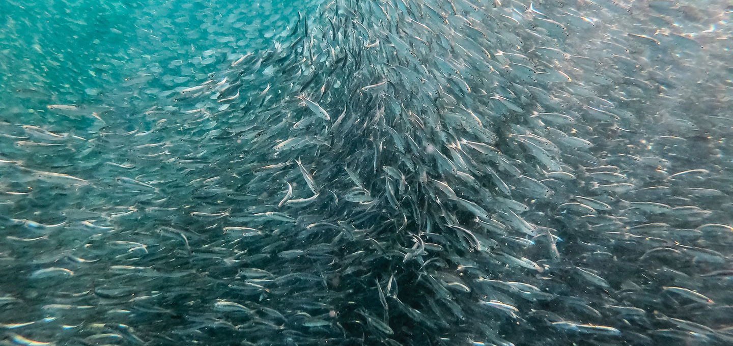 Ein Fischschwarm