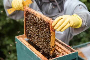 Das Bild zeigt einen Erntebauern der eine Wabe vom Bienenstock nimmt