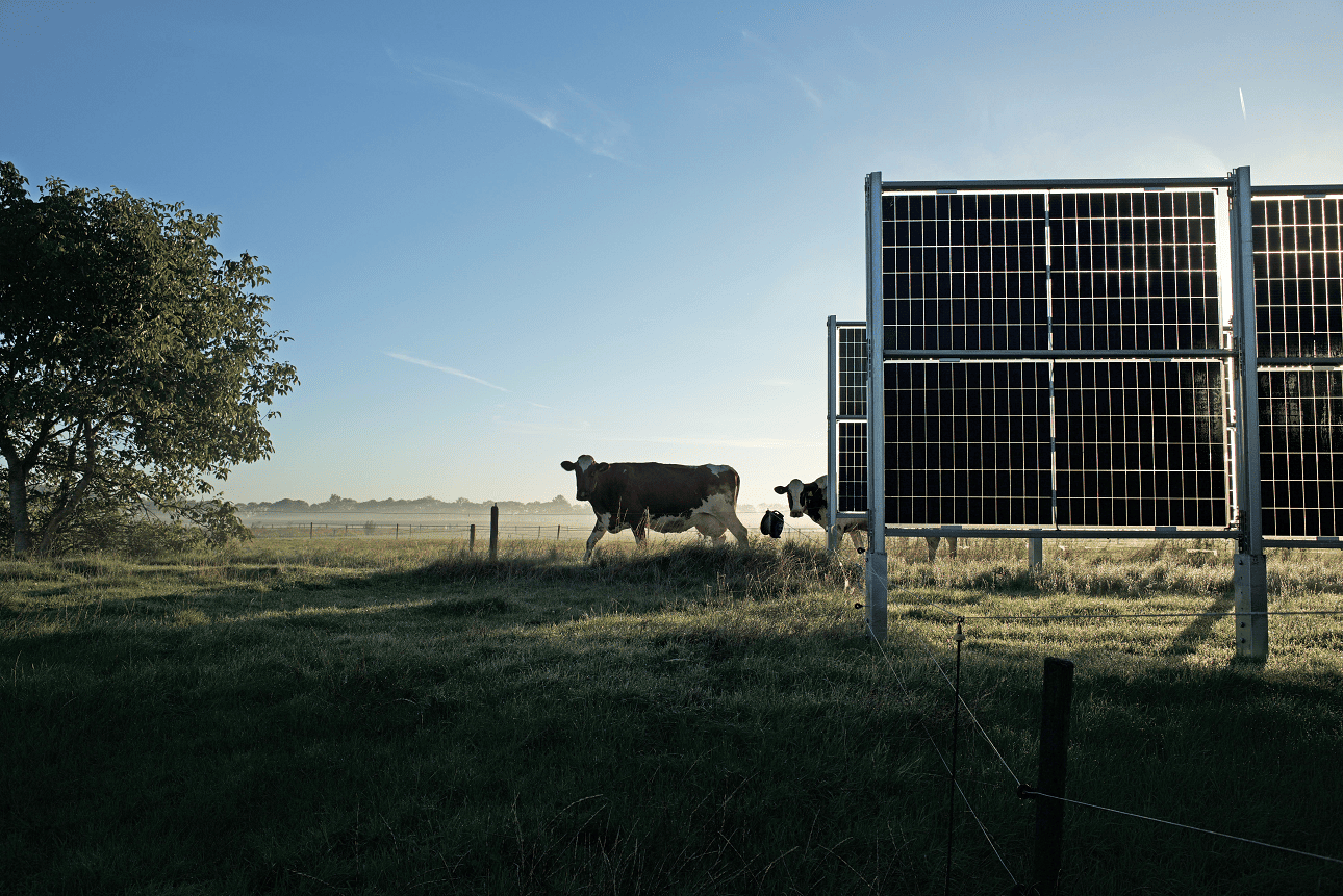 Schwarz-weiß gefleckte Kühe grasen in der Morgendämmerung neben vertikalen Solarmodulen, während Nebel über der Weide liegt.