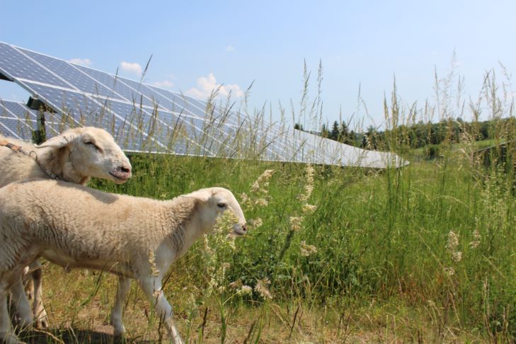 Imagebild eines Solarparks der GLS Energie AG auf grüner Wiese mit zwei Schafen im Vordergrund