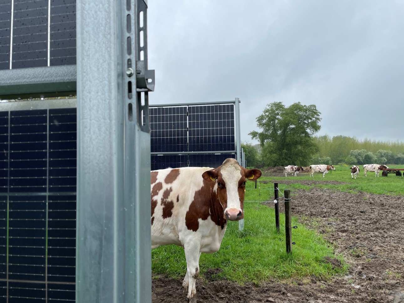 Next2Sun Agri-Solaranlagen mit Kühen zwischen den Anlagen und im Hintergrund