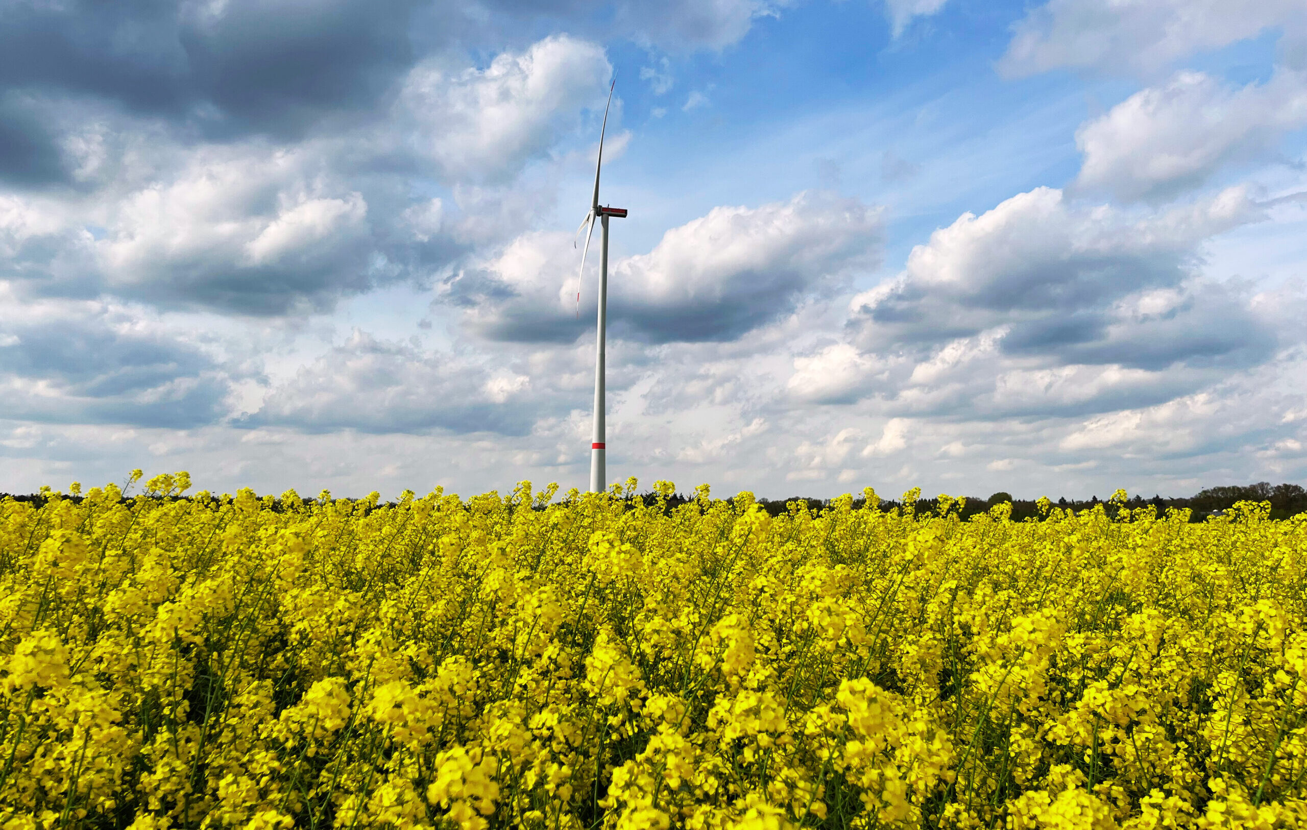Ein großes Windrad steht inmitten eines blühenden gelben Rapsfeldes unter einem teils bewölkten, blauen Himmel. Im Vordergrund sind zahlreiche gelbe Blüten zu sehen, während das Windrad zentral im Bild hervorsticht. Die Wolken am Himmel sorgen für eine dynamische Lichtstimmung.