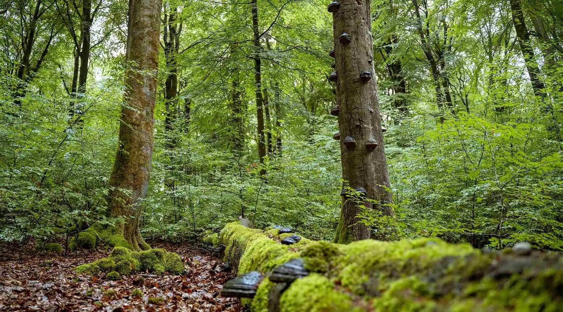 Waldbild